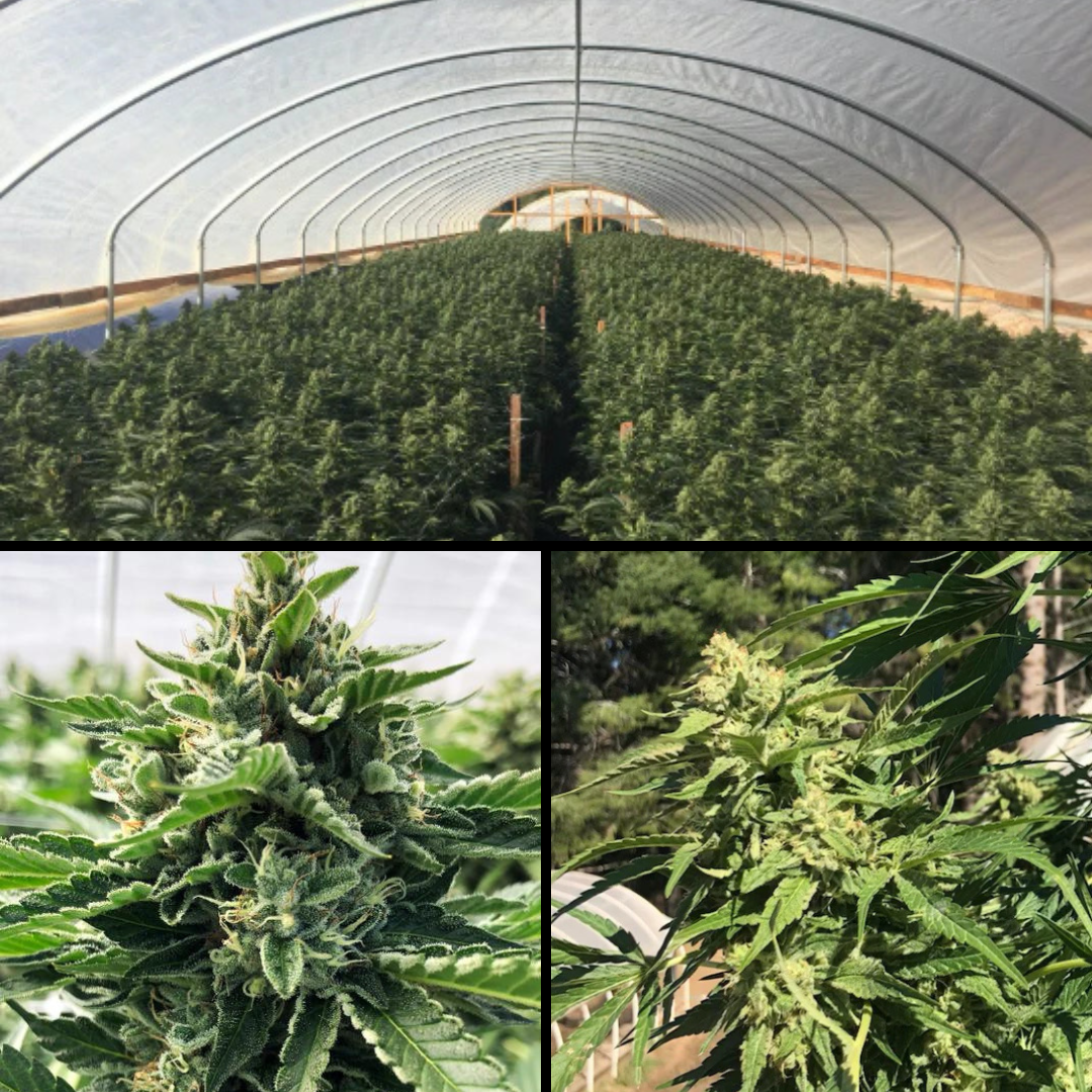 Savage Farms